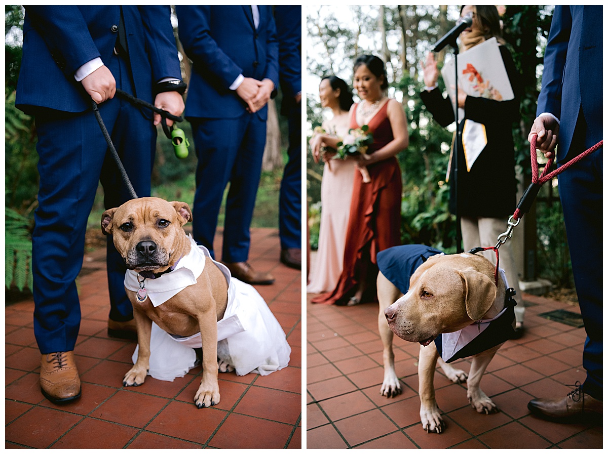 Wedding dogs, dressed to the nines