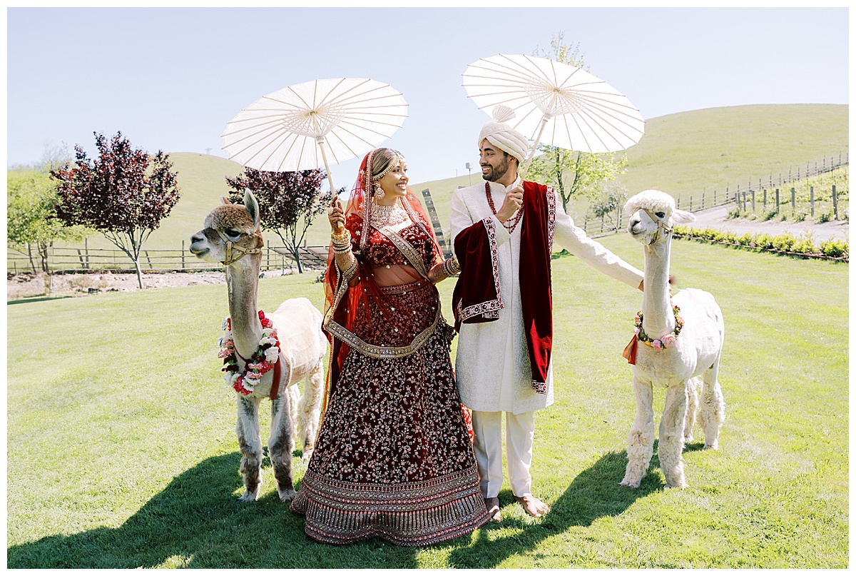 Couple posing with Alpacas Bay Area Indian Wedding Photography at Nella Terra Cellars 